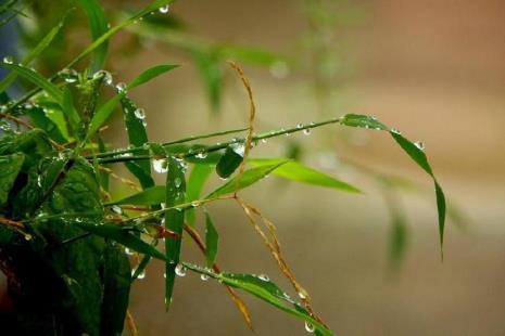 三月小雨诗句