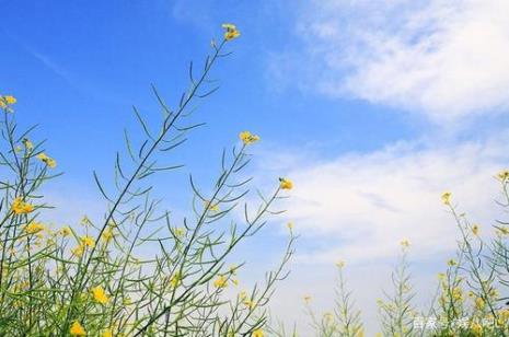 求类似《钟鸣鼎食花开春暖》的文