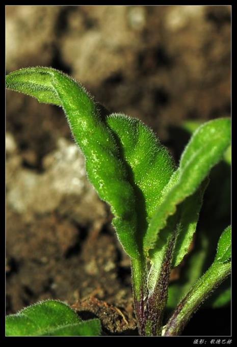 鸡毛菜是光敏植物吗