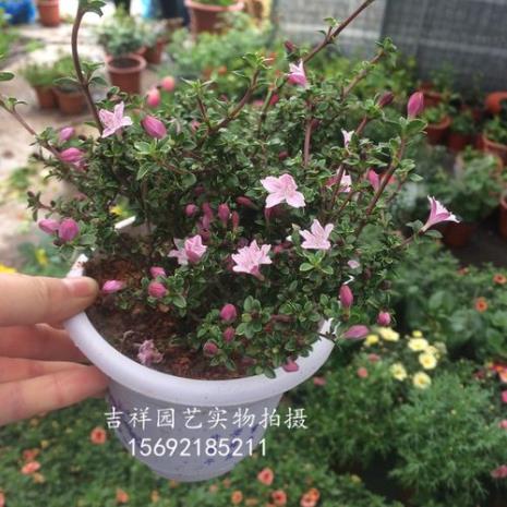 八角树开的红花白花什么品种