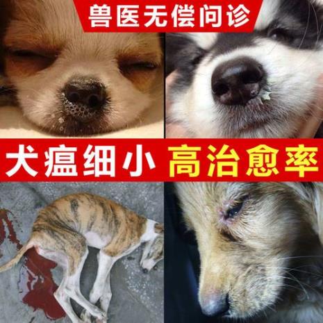 成年狗得犬瘟容易治好吗