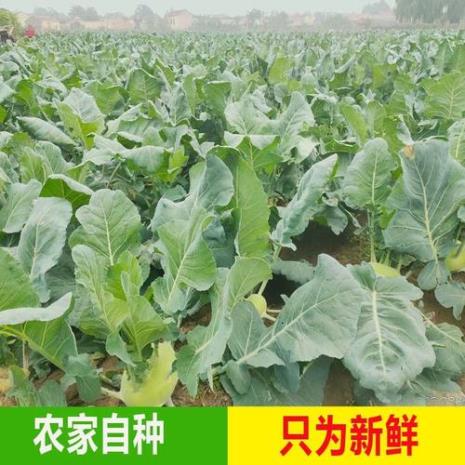 芥兰头什么时间种植最好