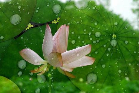 季羡林散文《听雨》原文