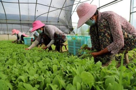 南京6月份种什么蔬菜