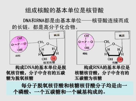 dnm和rna的碱基相同吗