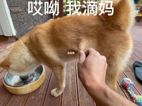 柴犬怀孕会掉毛吗