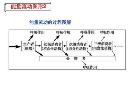 能量怎样流动和物质怎样循环