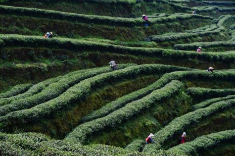 亚洲最大的茶叶基地