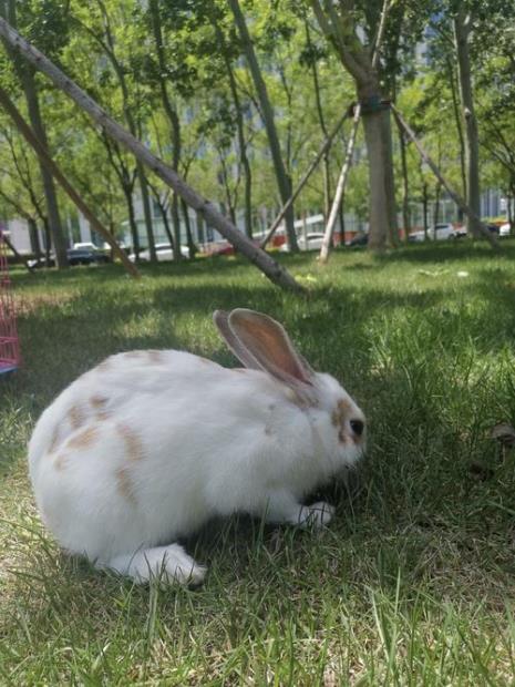 白花兔是什么品种