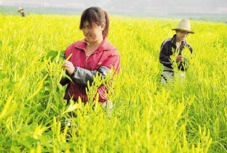 黄花几月份可挖根种植