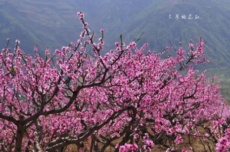 桃花红红是哪个季节