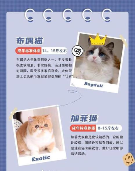 10个月的猫正常体重