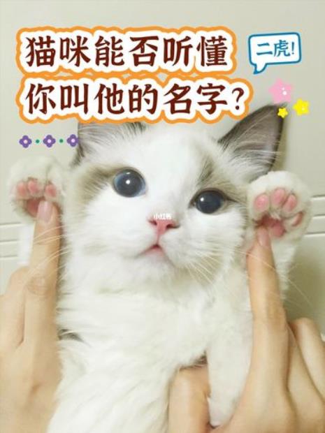 猫咪有什么好听的名字