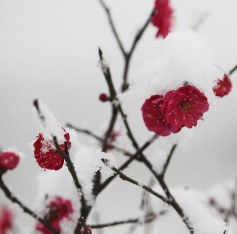 雪中红梅诗句