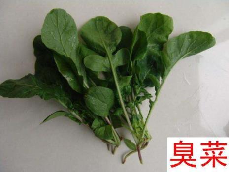 东北哪几种野菜蘸酱最好吃