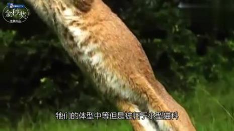 狞猫和虎猫谁厉害