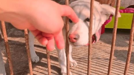 犬瘟热会不会传染猪牛羊