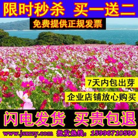 格桑花和波斯菊种子长得一样吗