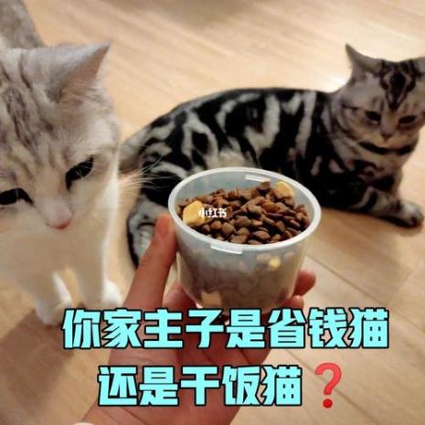 猫能吃瓜子吗