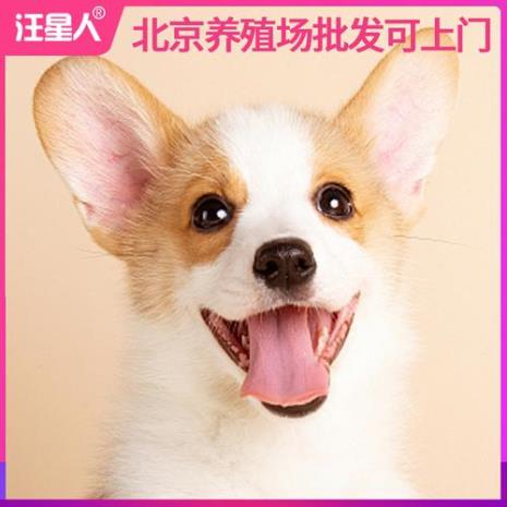 养小型宠物犬能赚钱吗