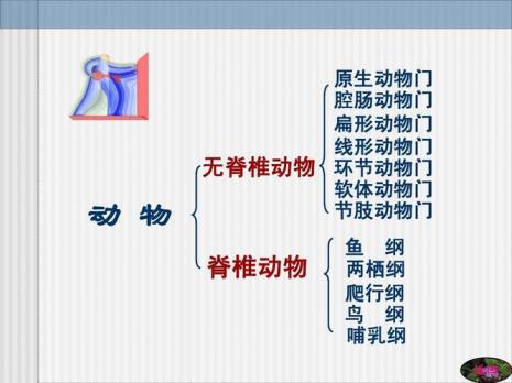 无脊柱的动物靠什么来运动