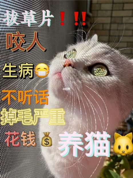 三班倒适合养猫吗