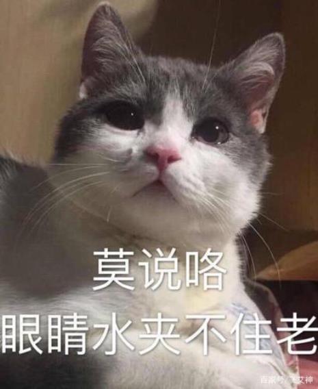 小猫喝水文案