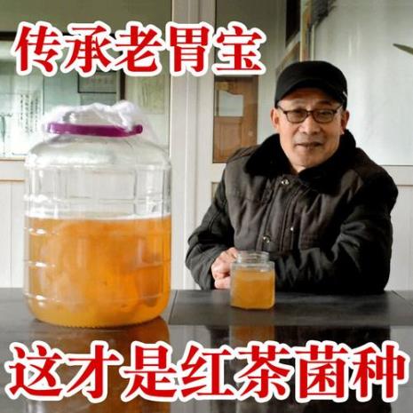 红茶菌是什么东西