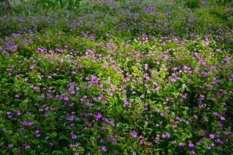 四季花有花粉吗