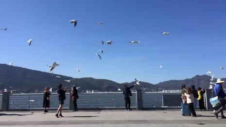 昆明海埂大坝海鸥怎么走