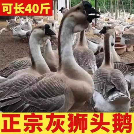 狮头鹅30天能长多大