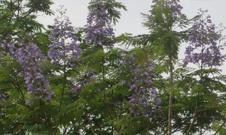 蓝花楹叶子掉光了才会开花吗