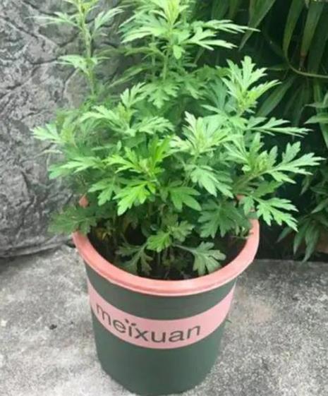 驱蚊植物真实测评