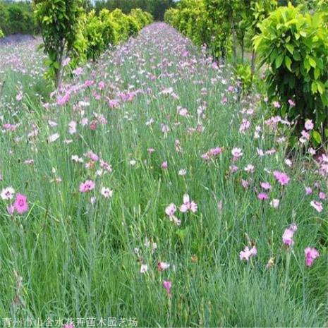 多年生草本花卉有哪些