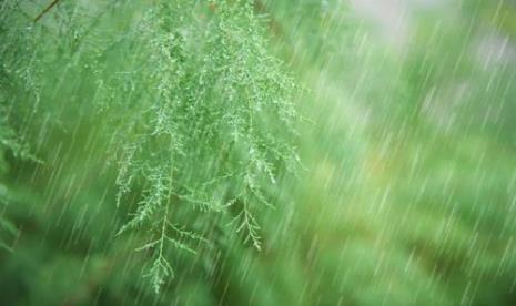 春雨喝茶诗句