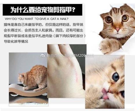 猫咪不配合剪指甲要强制它吗