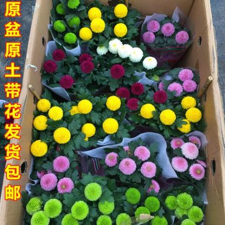 乒乓球花花朵枯黄怎么办