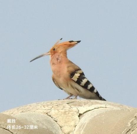 什么声音可以驱赶戴胜鸟