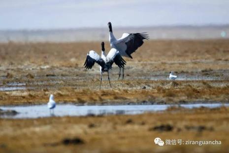 湖上都有什么鸟