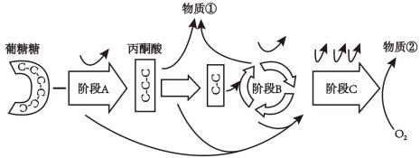 有氧呼吸产物