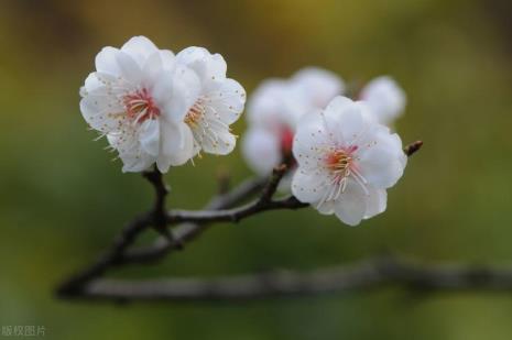 梅花有哪些经济价值