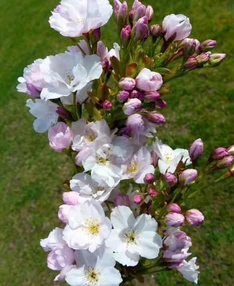 樱花是木本花卉吗