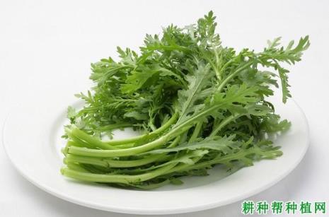 茼高菜是什么