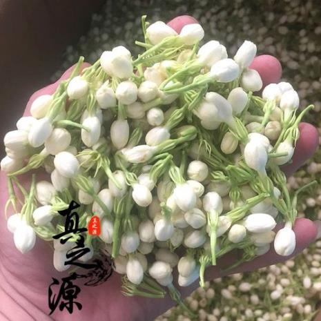 鲜茉莉花怎么食用