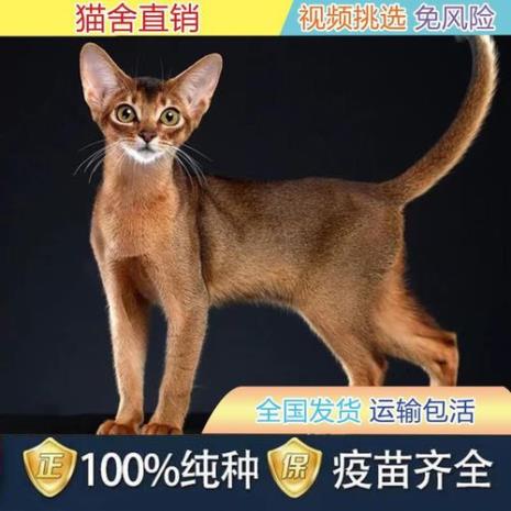 棕色的布偶猫叫什么