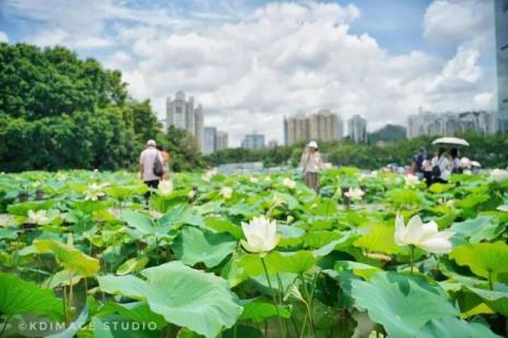 深圳洪湖公园荷花什么时候开