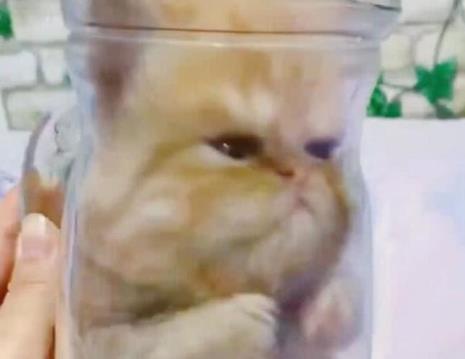 两个猫猫可以用一个水杯吗