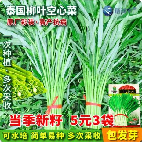 大叶白梗空心菜种植方法