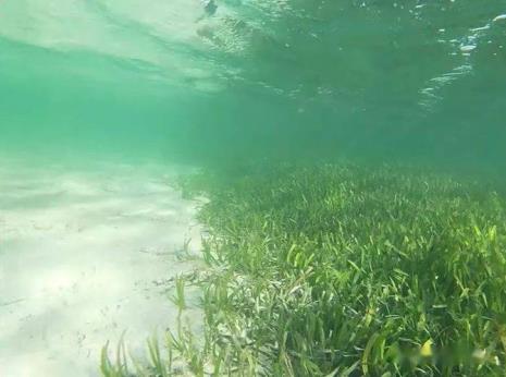 海草生命力顽强吗