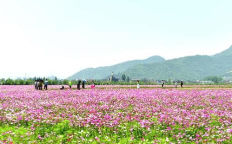 杭州径山花海适合几月份去